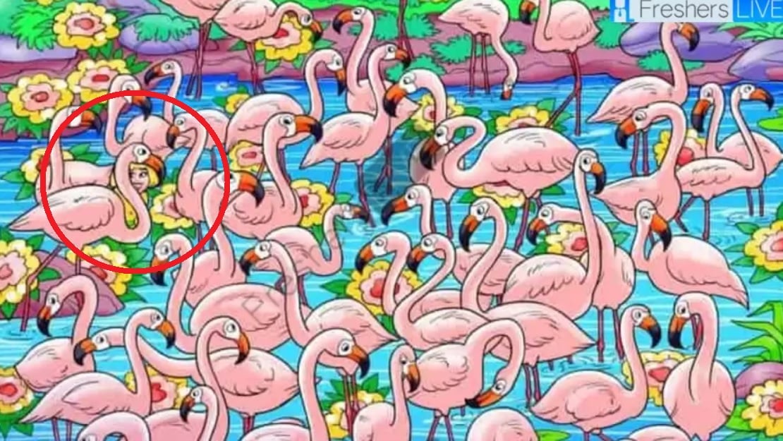 Find pigen blandt flamingoerne på 8 sekunder: dette puslespil vil få dit hoved til at snurre Find pigen blandt flamingoerne på 8 sekunder: dette puslespil vil gøre dig svimmel
