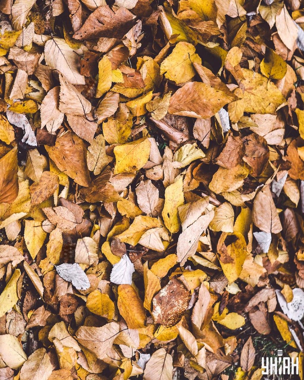 Find skildpadder blandt bladene / Moje-collage