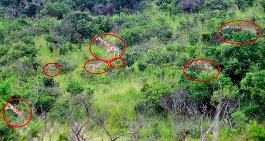 Optisk illusion Optisk illusion