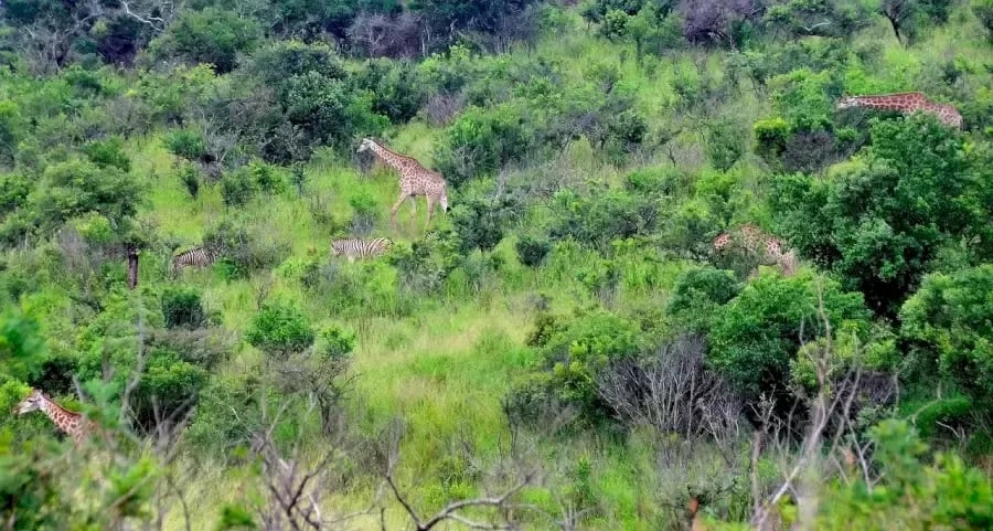 Optisk illusion Optisk illusion