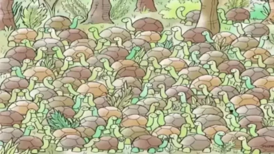 Skildpadder Skildpadder