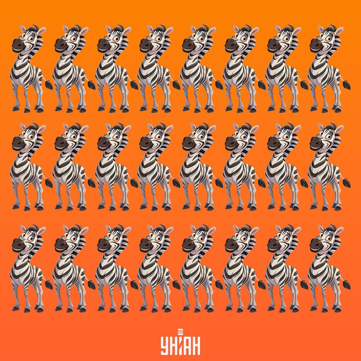 Det er tid til at finde en zebra, der ikke er som de andre / Moje-collage