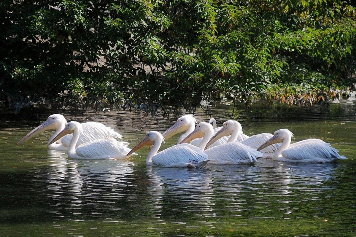 Det tager mindre end 10 sekunder at finde en fugl, der er anderledes end resten / Moje-collage