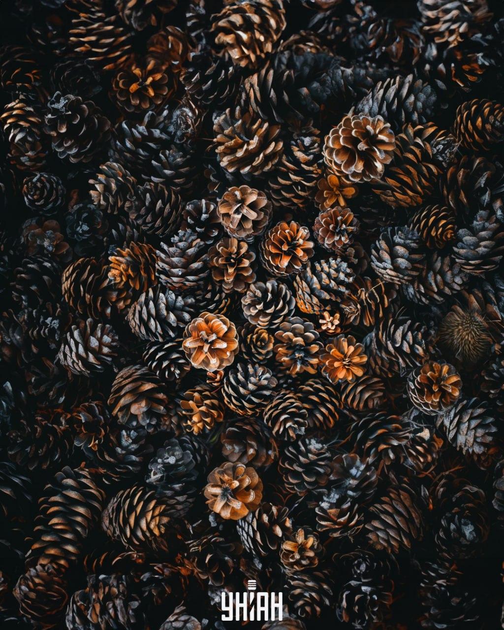 Det er nødvendigt at finde et pindsvin blandt kegler / Moje collage