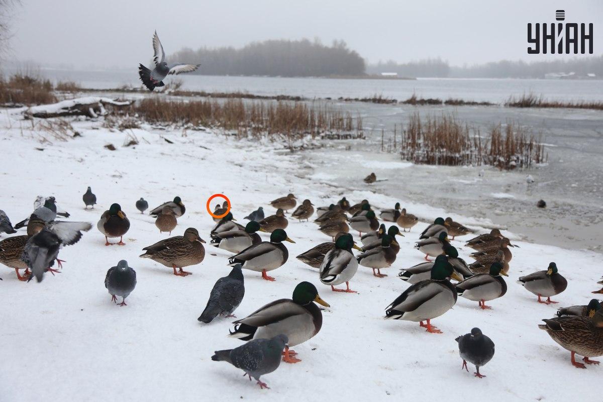 En spurv gemte sig i nærheden af det optiske illusionscenter / collage med Moje-foto