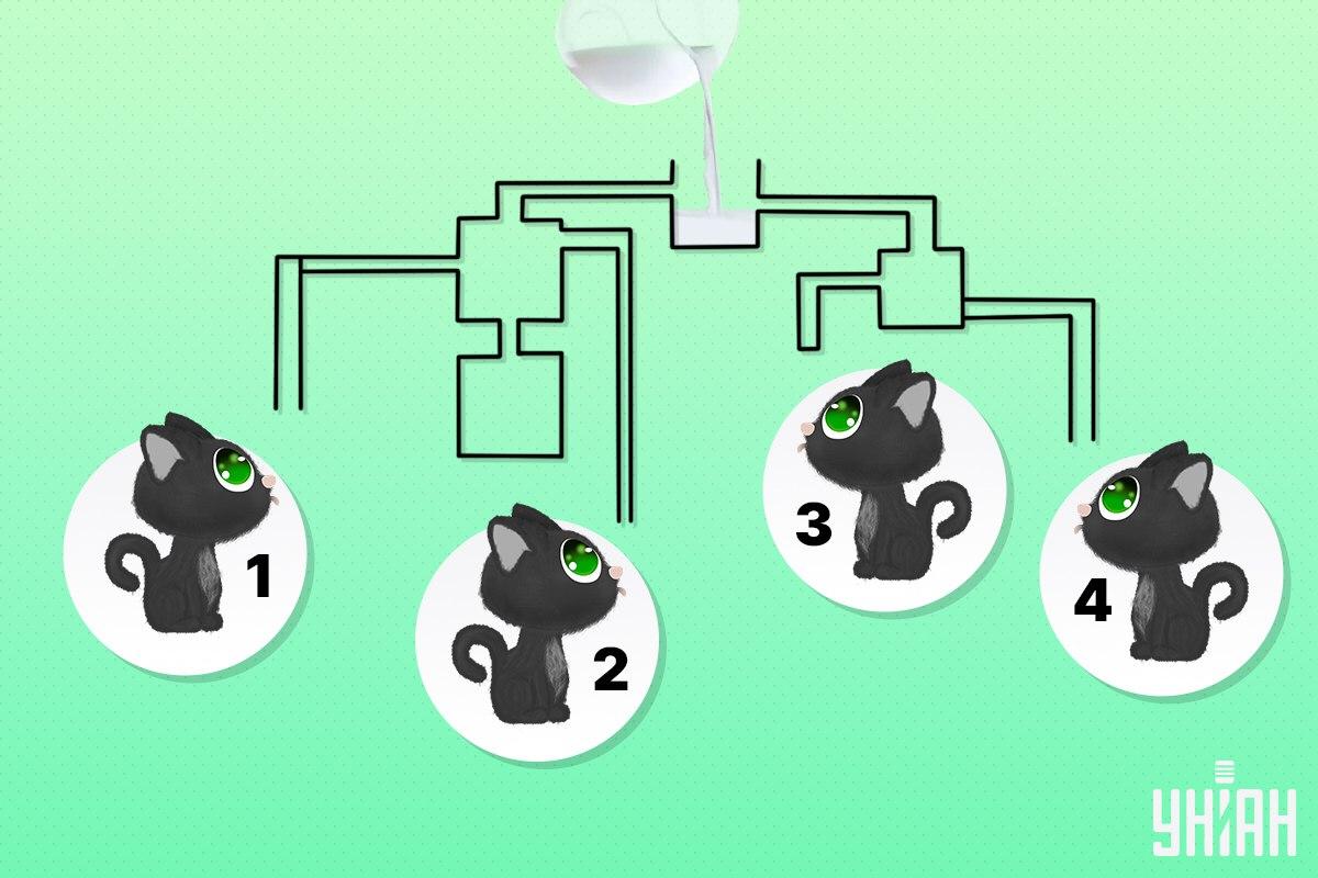 Find den kat, der kan være den første til at drikke mælk / Moje collage