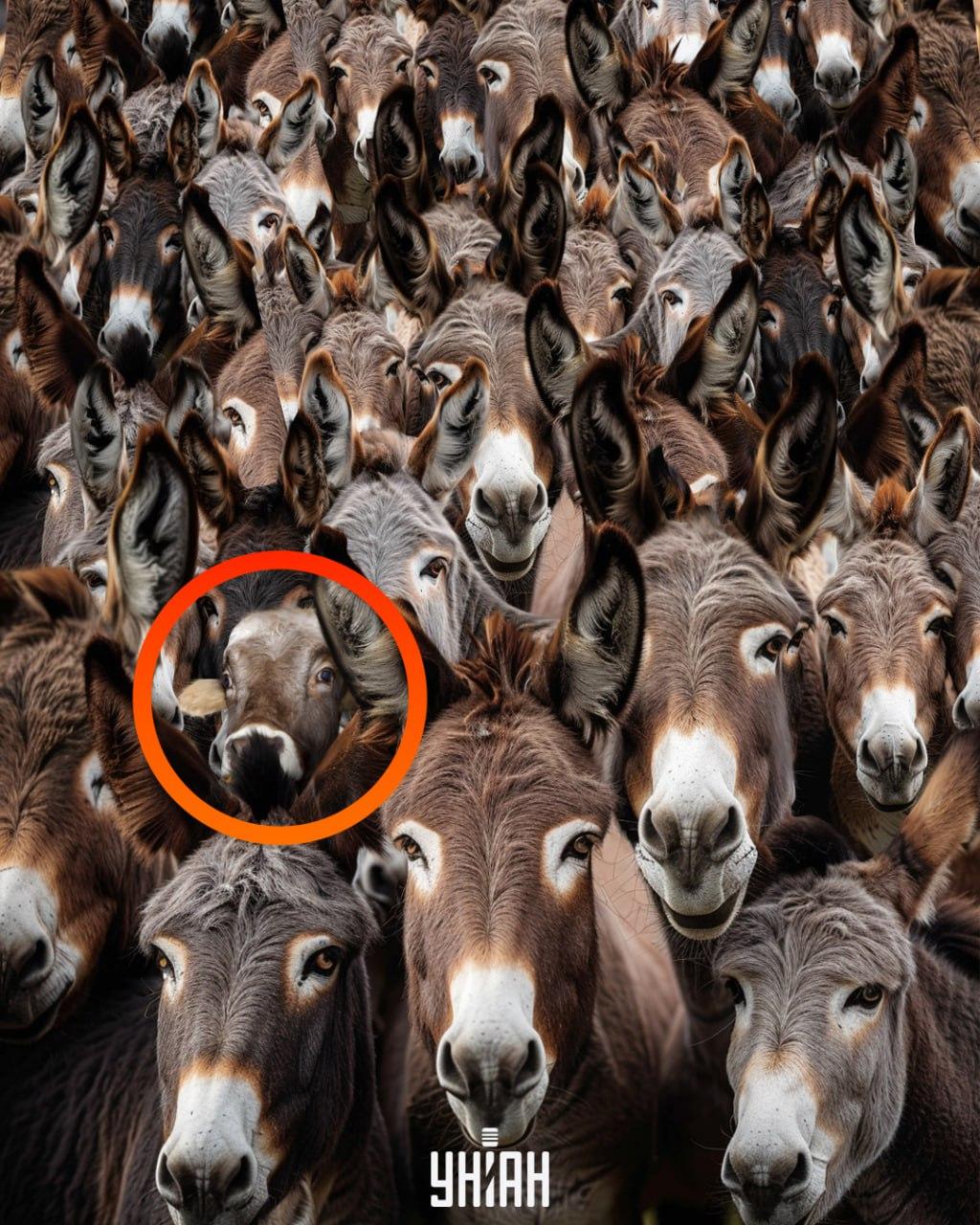 Løsningen: Tyrens placering Løsningen på illusionen, hvor tyren er markeret