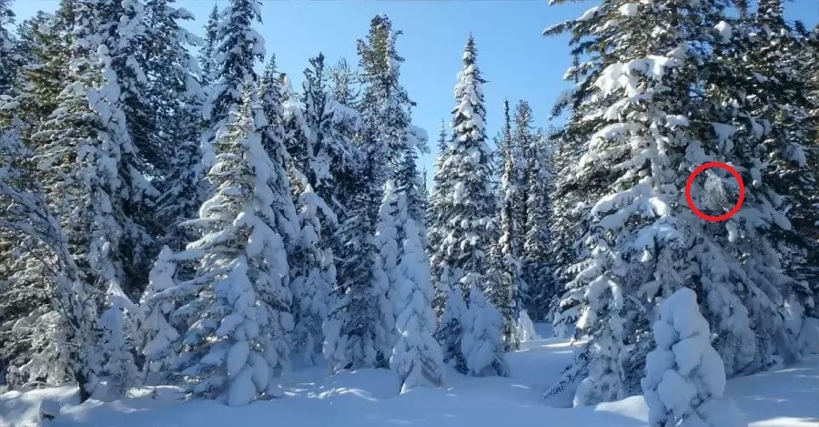 Optisk illusion med løsning Optisk illusion med løsning