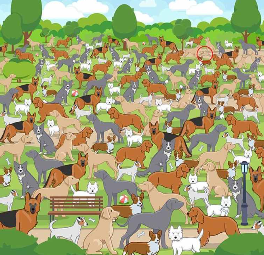 Løsning på illusionen med hvalpen markeret