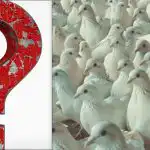 Alle ser duer, men du skal finde en stolt måge