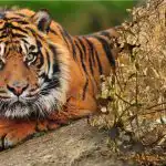 En forvirrende gåde med et utroligt svar: Du skal finde