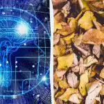 Hurtig trick-IQ-test: Find tre skildpadder blandt bladene på 9 sekunder