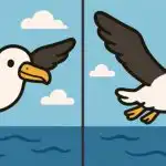 IQ-test: Find 3 forskelle i et billede af en flyvende