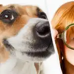 Kun en ægte IQ-titan kan se en hund i sneen