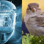 Kun folk med en fantastisk IQ kan finde en spurv