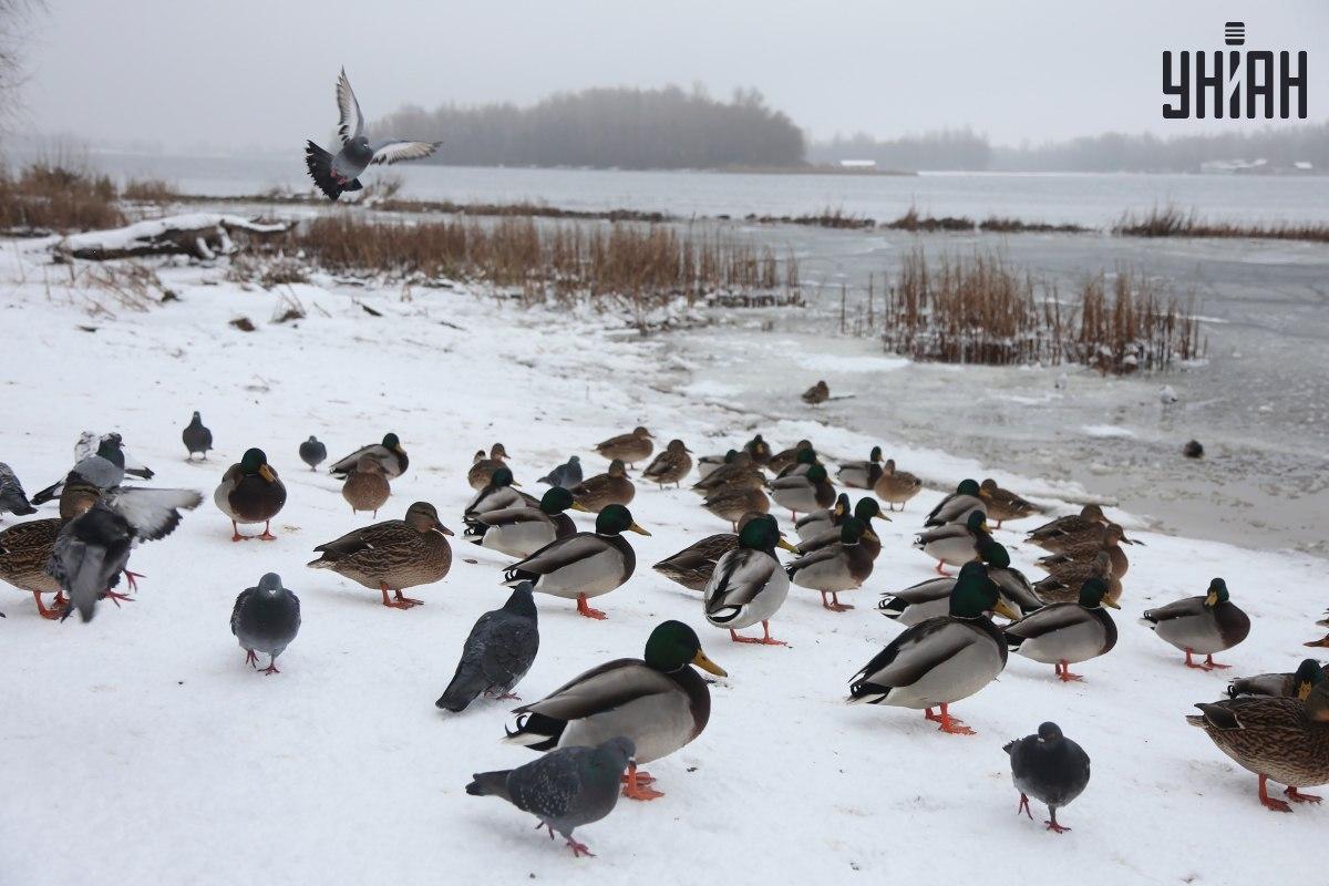 Find en spurv på få sekunder / collage med Moje-foto