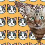 Kun folk med grandiose IQ'er kan se en mærkelig kat