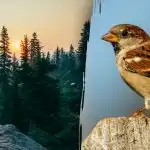 Kun folk med "høgesyn" kan finde en spurv på 7 sekunder: et udfordrende mysterium Kun folk med "høgesyn" kan finde en spurv på 7