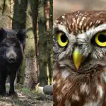 Kun folk med høj IQ kan finde den snedige ugle på 9 sekunder: en sofistikeret optisk illusion Kun folk med høj IQ kan finde den snedige ugle