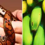 Kun nogle få er i stand til det: Kun folk med høj IQ kan finde en slange blandt bananer. Kun nogle få er i stand til det: Kun folk