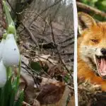 Optisk illusion viser dig, hvad din IQ er: Du skal finde en ræv i skoven på 9 sekunder Optisk illusion viser dig, hvad din IQ er: Du skal