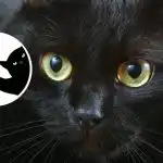 Romantisk drømmer eller hård realist: en interessant karaktertest baseret på