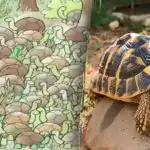 Selv genier kan ikke finde svaret på gåden: Du skal