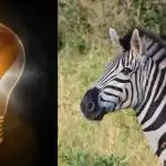 Simpel IQ-test: Find den mærkelige zebra på 10 sekunder