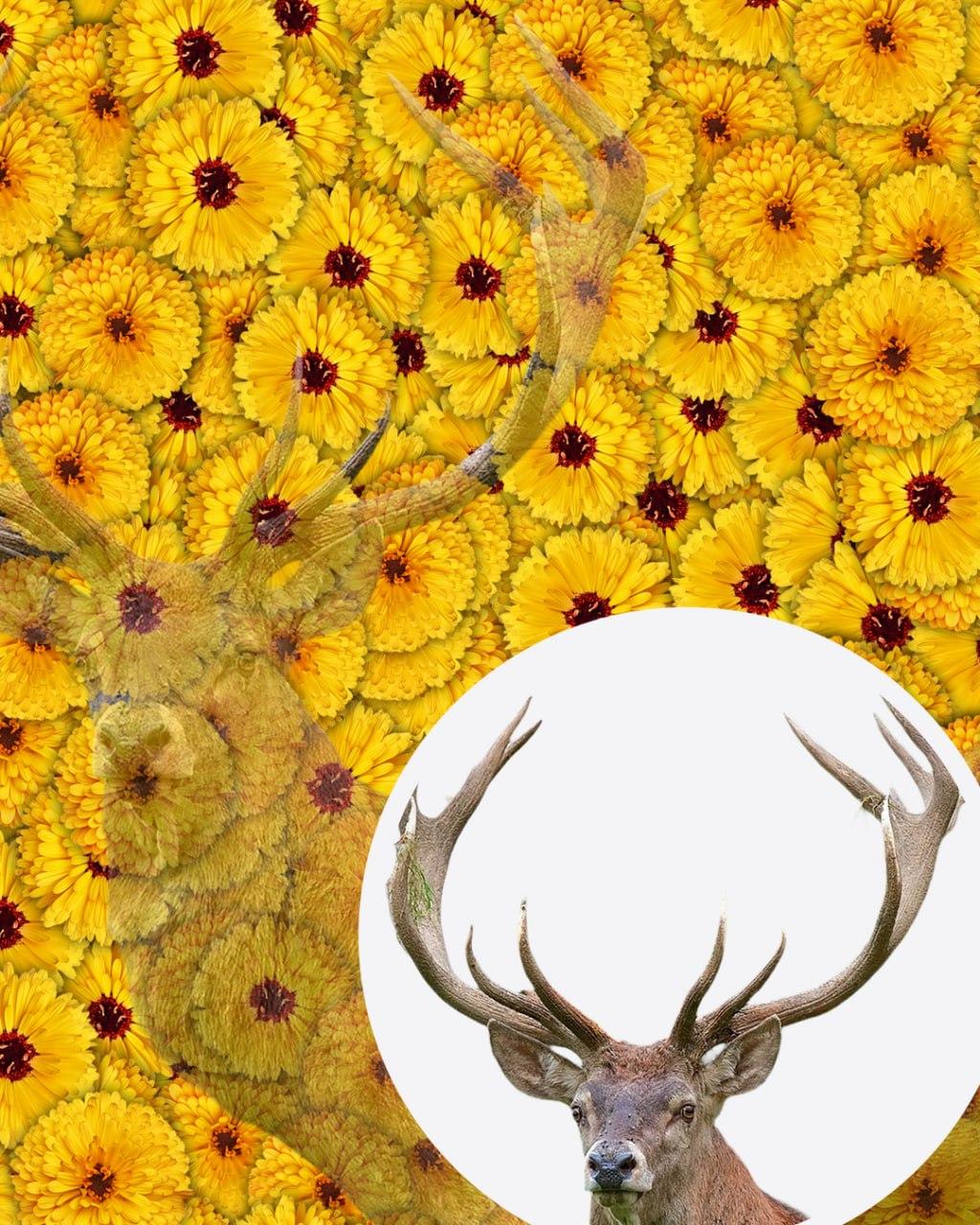 Kun 1 ud af 10 personer vil finde hjorten på billedet på 7 sekunder: en meget kompleks optisk illusion