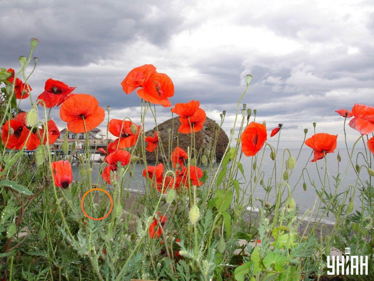 Moje-foto Moje-foto med løsning