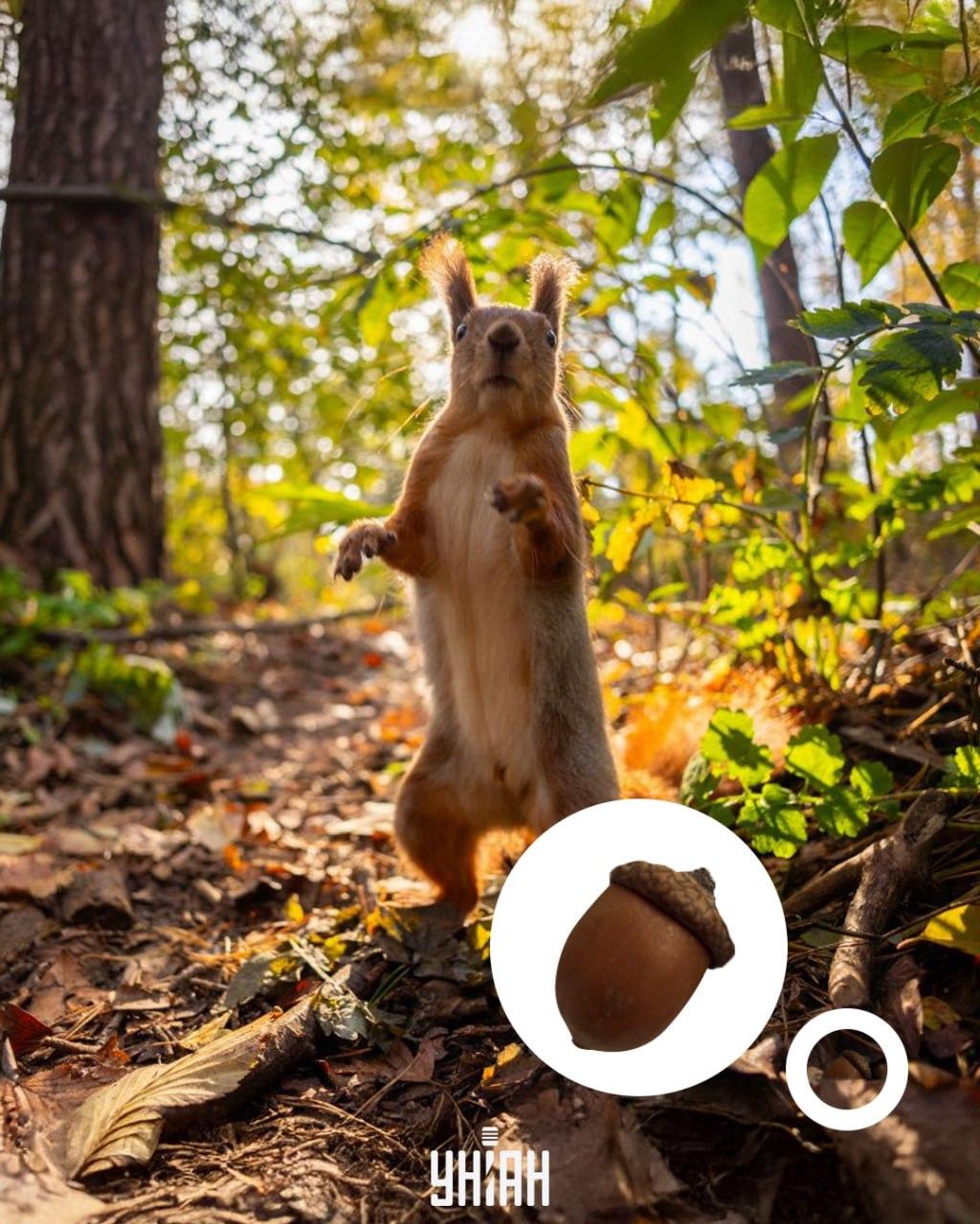 Agernet lå i bunden af det optiske puslespil / collage med Moje-foto