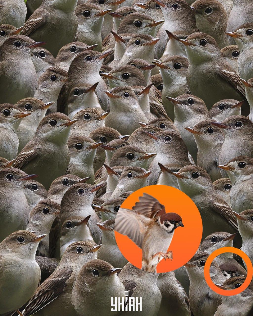 Spurven lå på bunden af puslespillet / collage Moje Spurven var nederst i puslespillet / Moje-collage