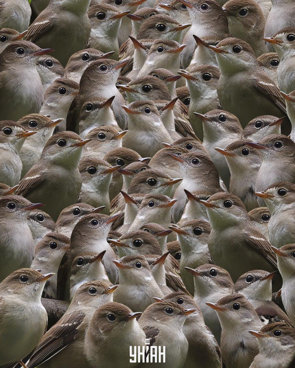 Spurv blandt nattergale / collage Moje Du skal lede efter en spurv blandt nattergale / Moje-collage