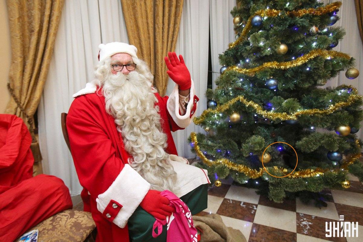 Katten gemte sig mellem grenene på et juletræ / collage med Moje-foto