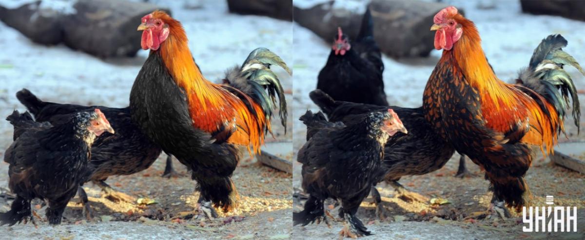 Find alle forskellene på 15 sekunder / Moje-collage