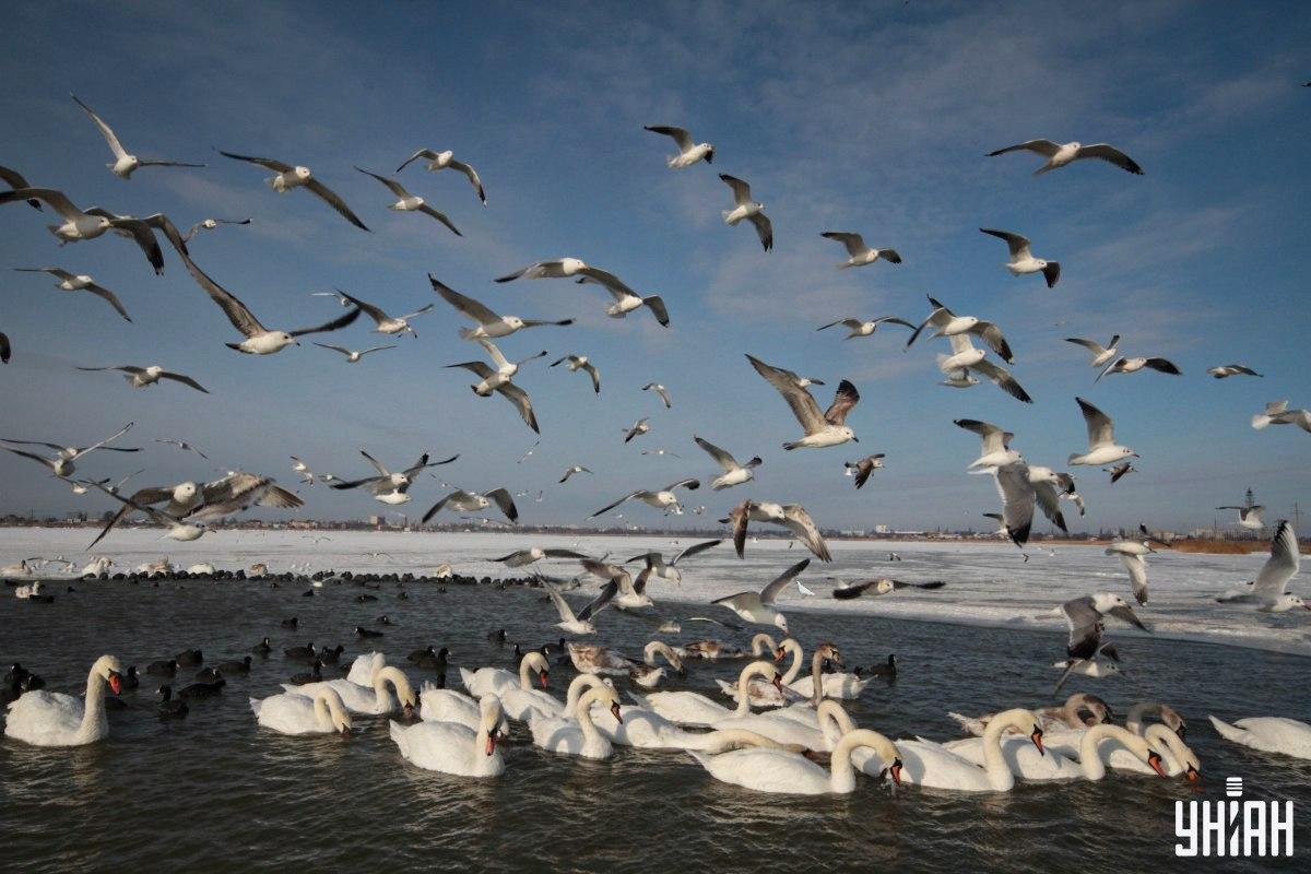 Find duen på billedet i tide / collage med Moje-foto