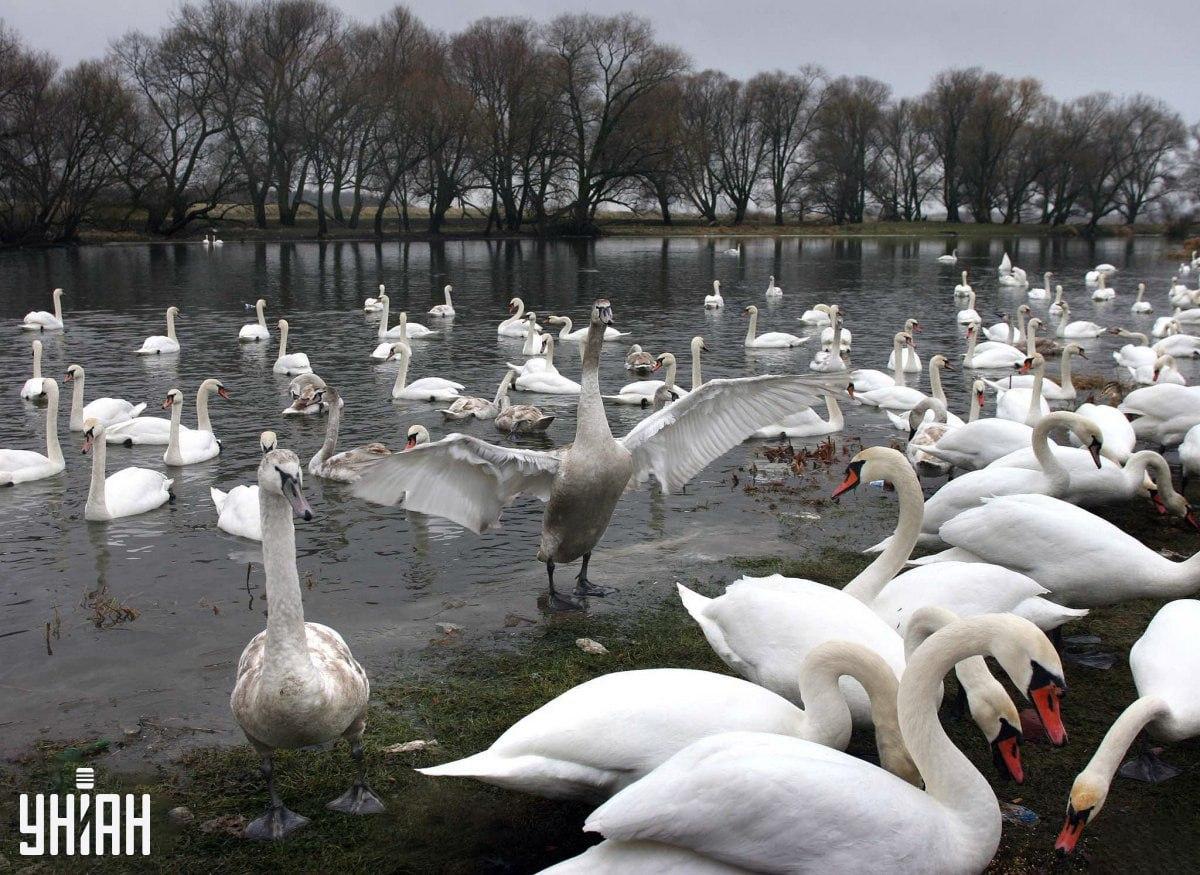 Det kan være i enhver del af billedet / Moje Collage Den kan være i en hvilken som helst del af billedet / Moje Collage