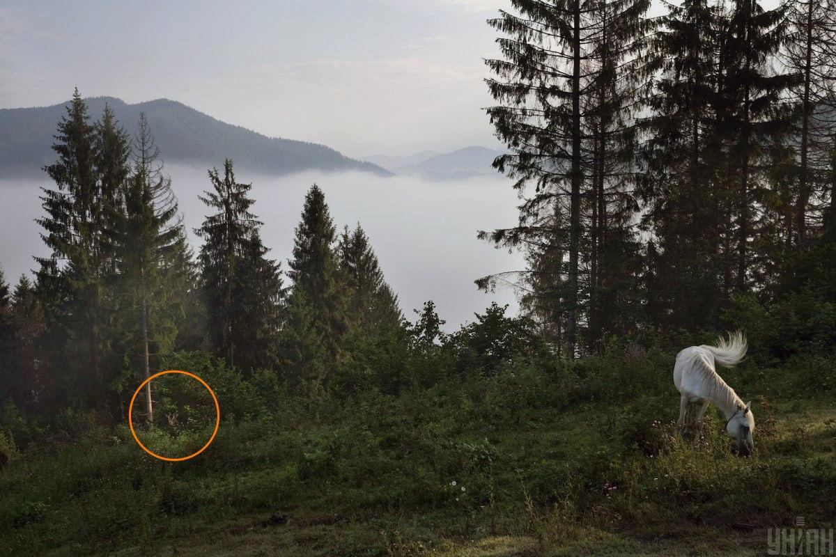 Geden gemte sig i det grønne / collage med Moje-foto