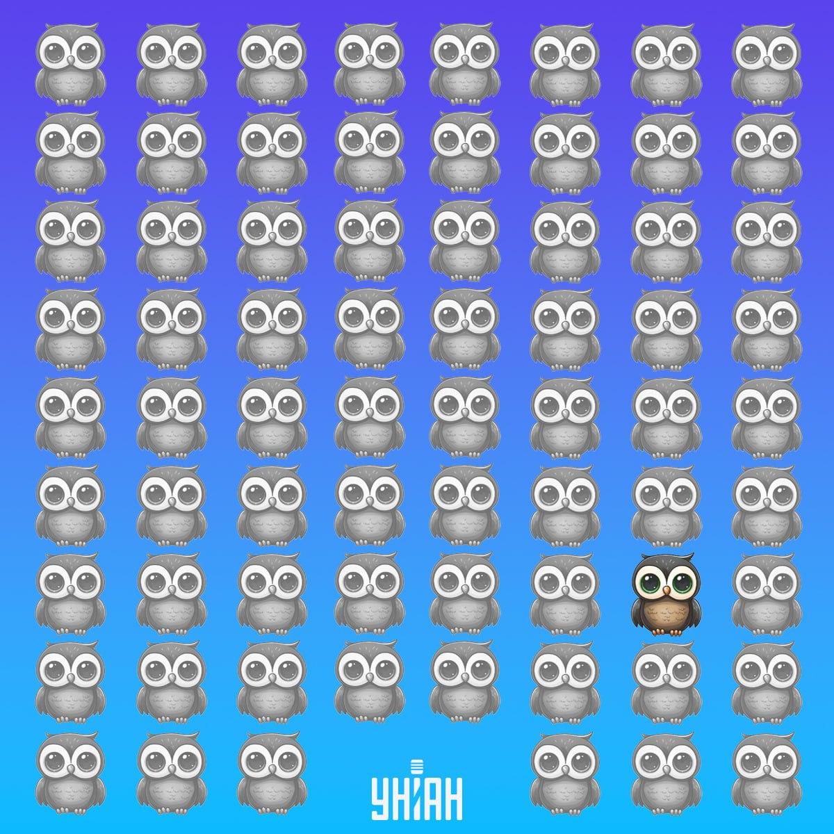 Den unikke ugle var i bunden af billedet til venstre / Moje collage