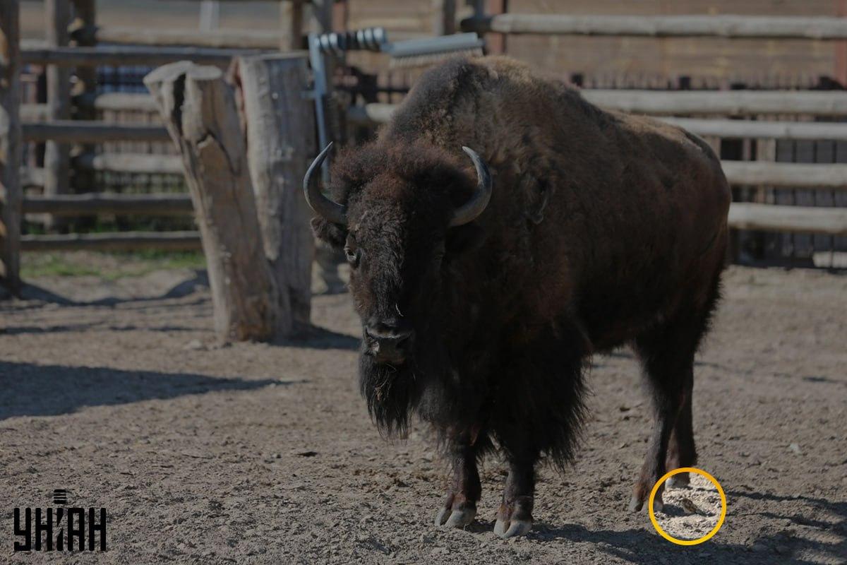 Spurven var ikke langt fra venstre hjørne af billedet / collage med Moje-foto Spurven var ikke langt fra venstre hjørne af billedet / collage fra Moje photo