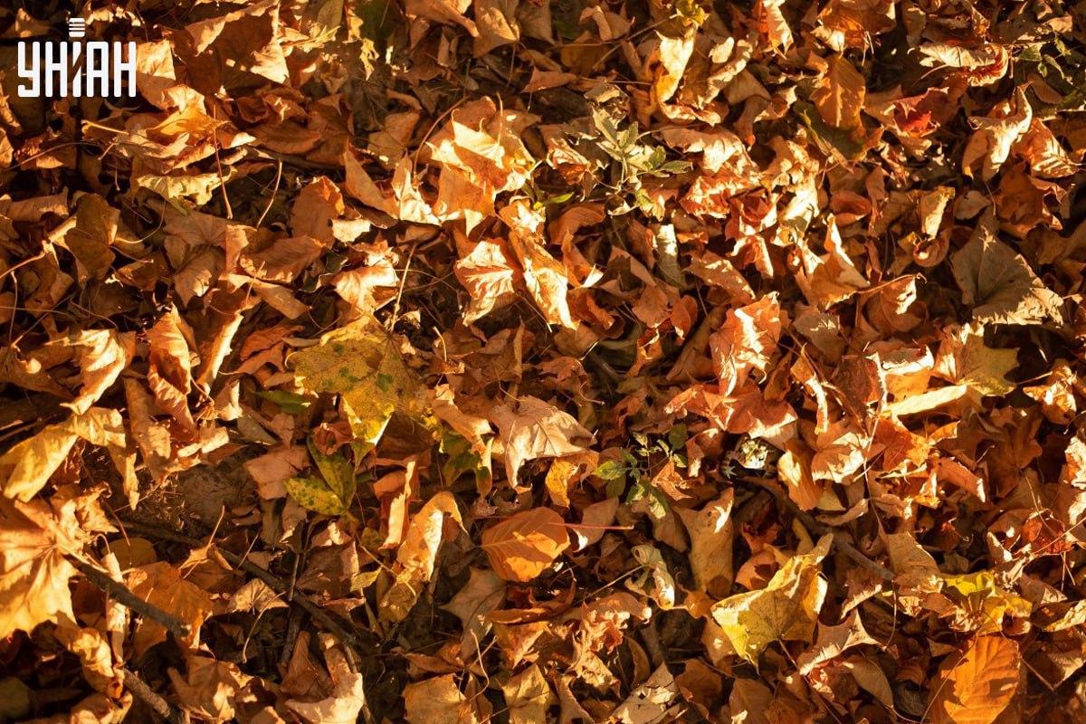 Find frøen i tide på billedet / collage med Moje-foto