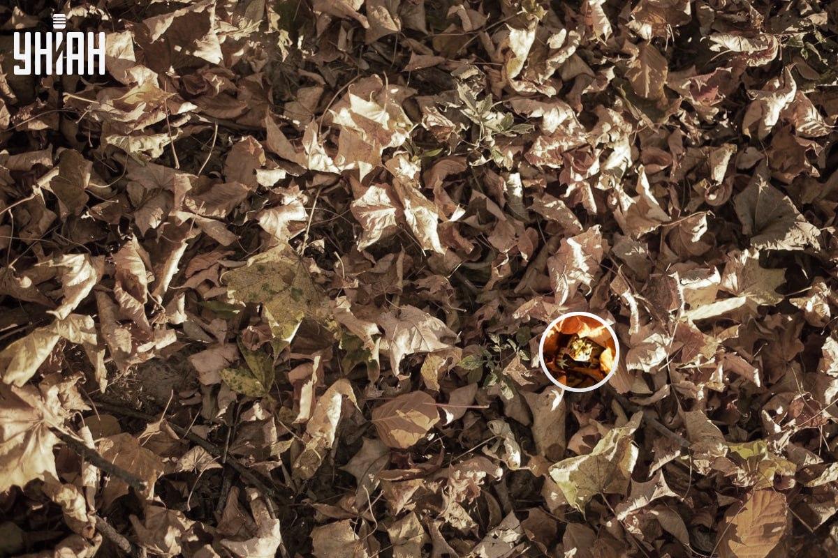 Frøen var nær det nederste venstre hjørne af billedet / collage med Moje-foto