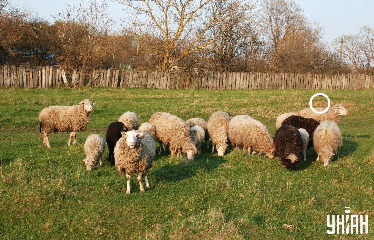 Hunden var i venstre side af billedet / collage fra Moje foto