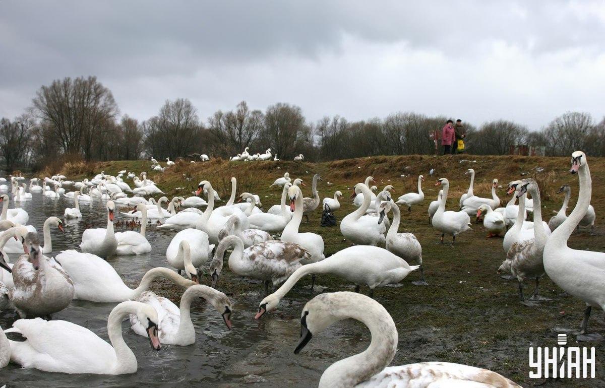 Find gåsen blandt svanerne i tide / collage fra Moje-foto Find en gås blandt svaner i tide / collage med Moje-foto