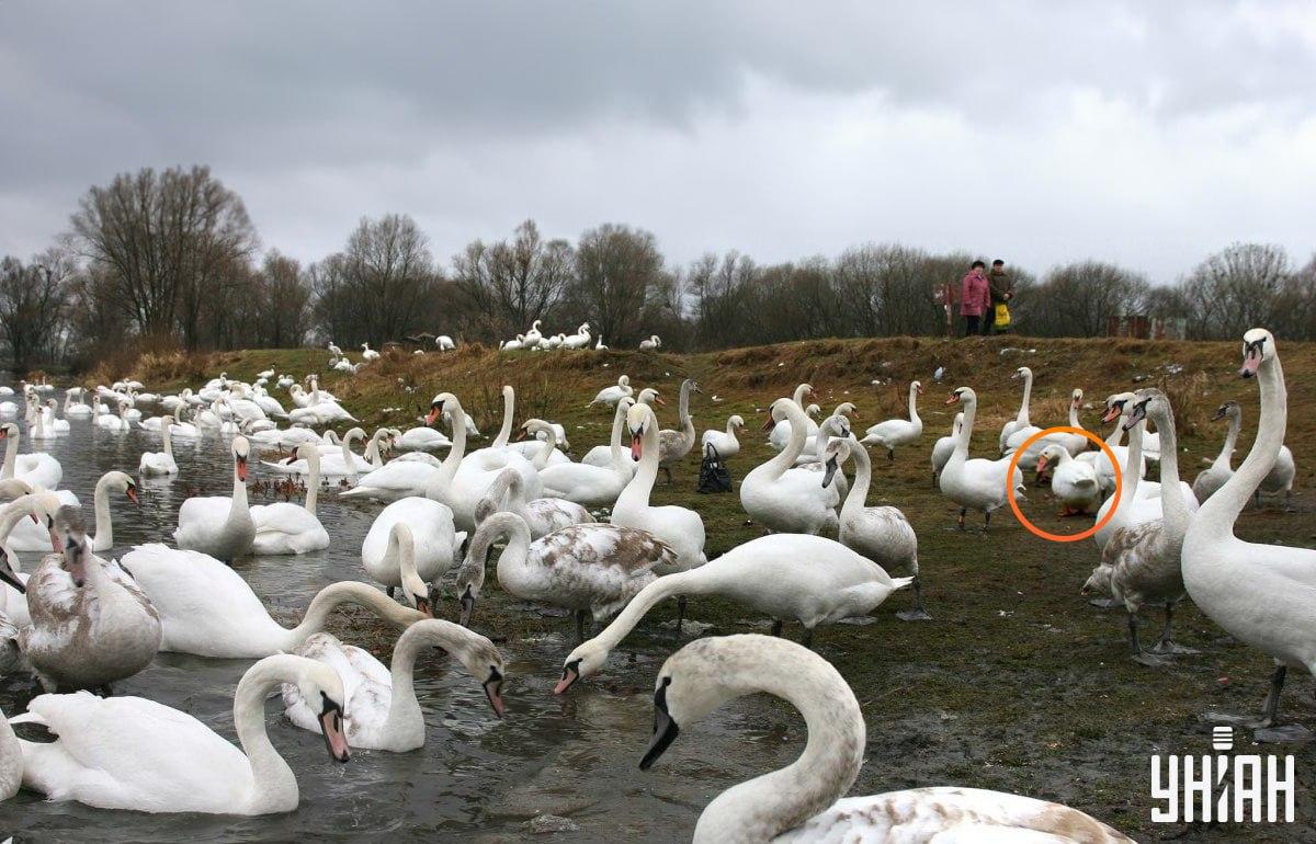Gåsen er tæt på billedets centrum / collage fra Moje-foto Gåsen er ikke langt fra midten af billedet / collage med Moje-foto