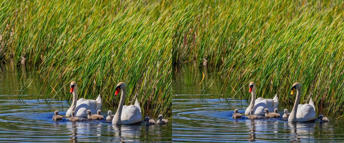 Find meget hurtigt forskellene mellem billederne / collage Moje