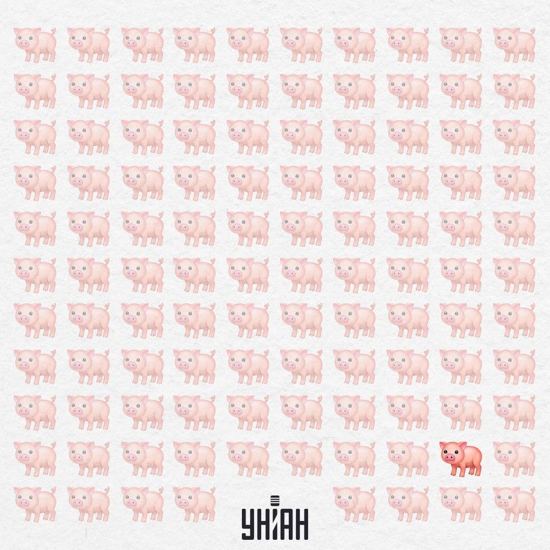 Denne lille gris er virkelig mærkelig, den har ingen lyserød hale / Collage Moje