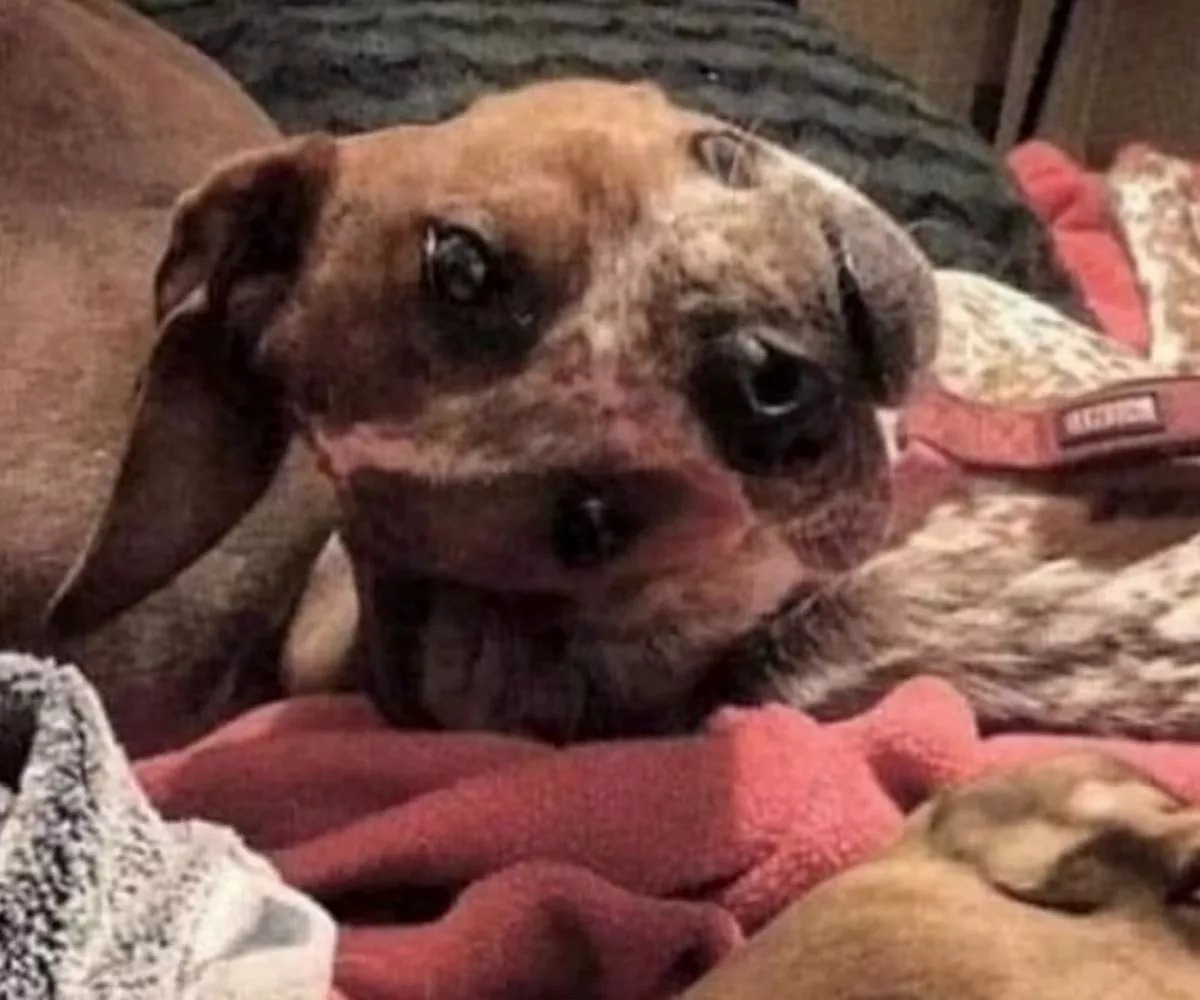 Optisk illusion Optisk illusion