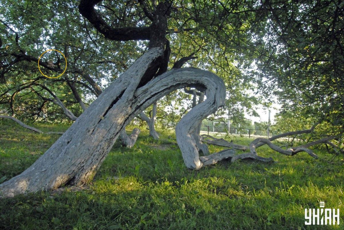 Vores kat ligger på grenene af et træ / Moje Collage