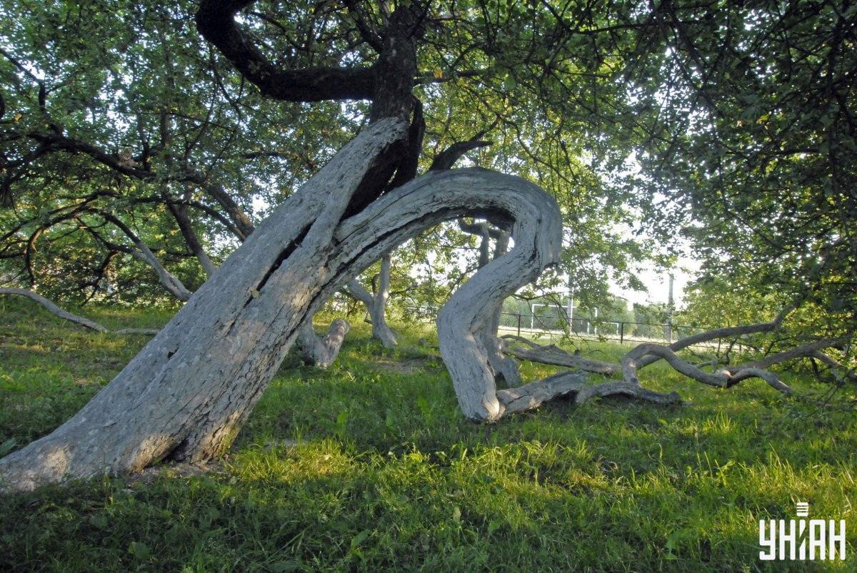 Dyret kan være i en hvilken som helst del af billedet / Moje Collage